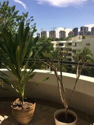 Regency Suites (D3), Apartment #561573251